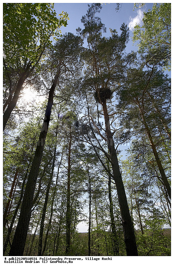 ������������ ����������, ������, ����, ��������� ������, �������� �������� 