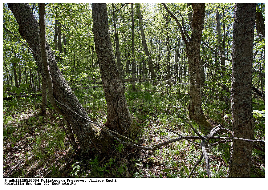 ������������ ����������, ������, ����, ��������� ������, �������� �������� 