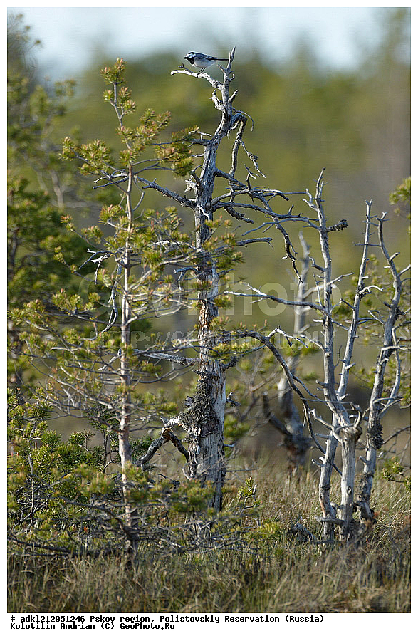  ��������, �������� �����,  ��������, ������������, ����������, ������ ����, ����, ����� �����, ������, �����