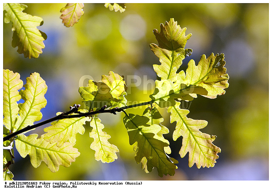  ��������, �������� �����,  ��������, ������������, ����������, ������ ����, ����, ����� �����, ������, �����