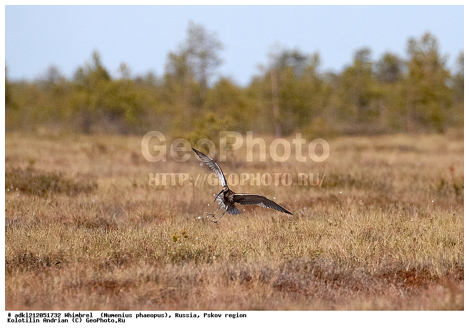 ����������, ������������ ����������, ��������� �������, ����������, �������� �������, �����, ���������, �����, �����, ������, XYZ, ���������, Scolopacidae, Numenius phaeopus