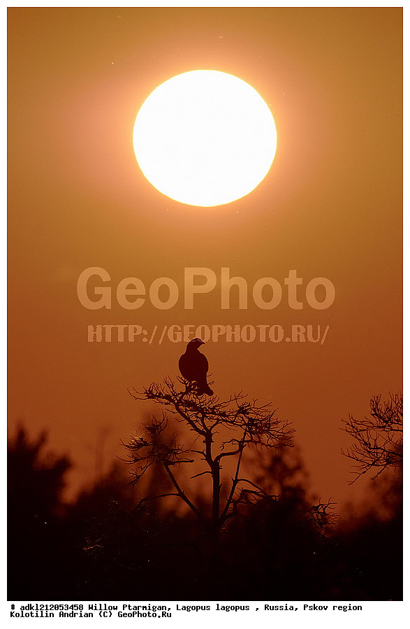 �������, �����, ����������, ������������ ����������, ��������� �������, ����������, �������, �����������, ������������, �����, �����, XYZ, �����������, Tetraonidae, �������, �������-�����, ������� �������, Lyrurus tetrix, Tetrao tetrix, ������������ ����������, ����������, ��������� �������, ����������