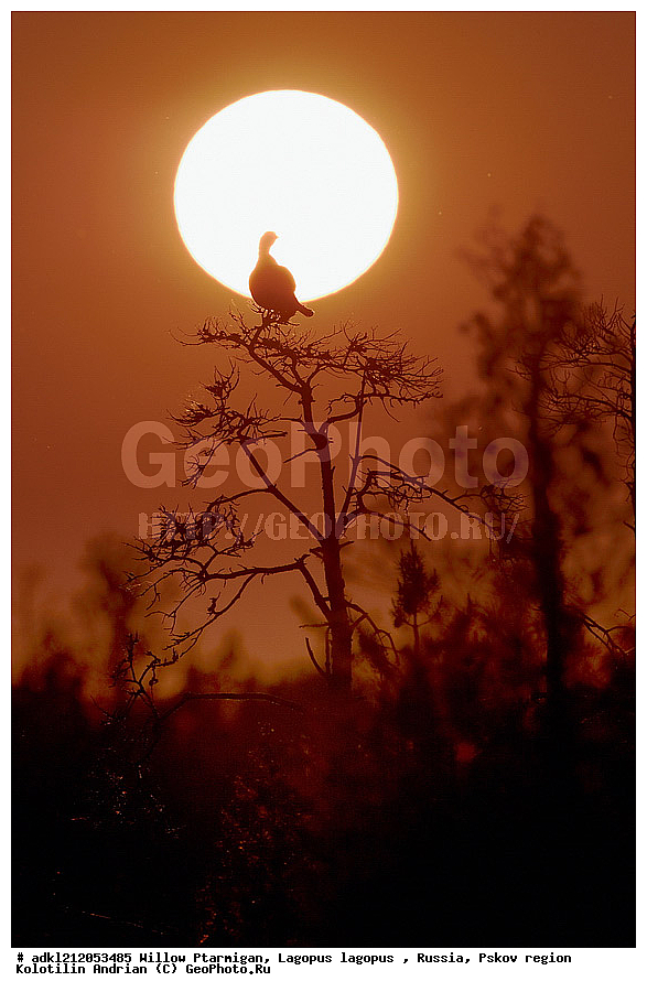 �������, �����, ����������, ������������ ����������, ��������� �������, ����������, �������, �����������, ������������, �����, �����, XYZ, �����������, Tetraonidae, �������, �������-�����, ������� �������, Lyrurus tetrix, Tetrao tetrix, ������������ ����������, ����������, ��������� �������, ����������