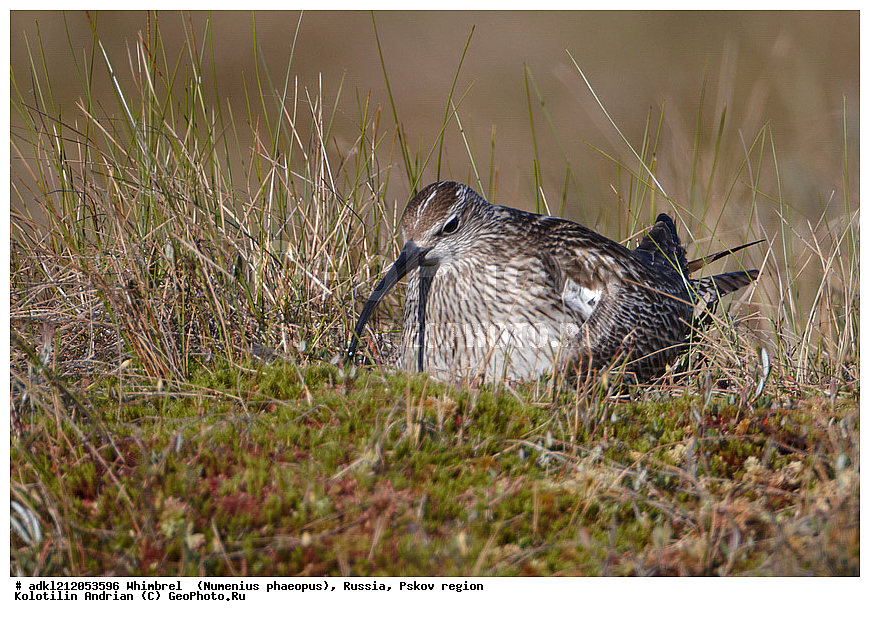 ����������, ������������ ����������, ��������� �������, ����������, �������� �������, �����, ���������, �����, �����, ������, XYZ, ���������, Scolopacidae, Numenius phaeopus