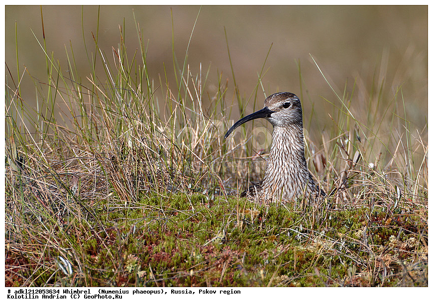 ����������, ������������ ����������, ��������� �������, ����������, �������� �������, �����, ���������, �����, �����, ������, XYZ, ���������, Scolopacidae, Numenius phaeopus