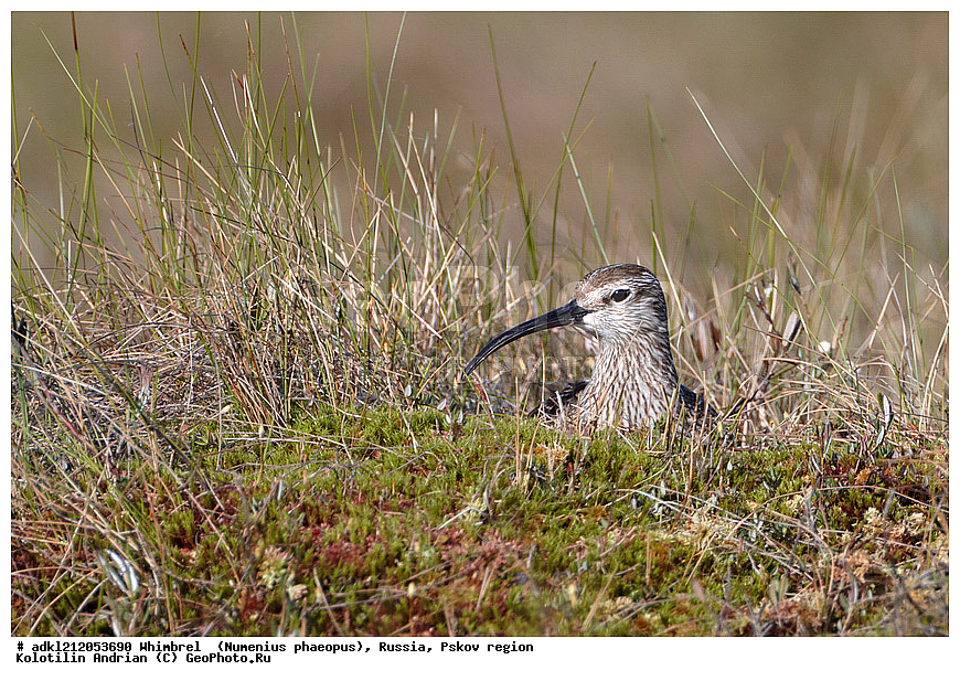 ����������, ������������ ����������, ��������� �������, ����������, �������� �������, �����, ���������, �����, �����, ������, XYZ, ���������, Scolopacidae, Numenius phaeopus