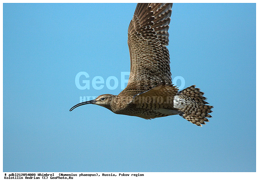 ����������, ������������ ����������, ��������� �������, ����������, �������� �������, �����, ���������, �����, �����, ������, XYZ, ���������, Scolopacidae, Numenius phaeopus