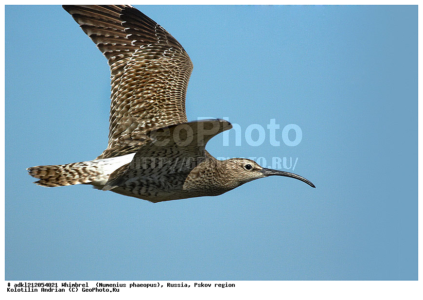 ����������, ������������ ����������, ��������� �������, ����������, �������� �������, �����, ���������, �����, �����, ������, XYZ, ���������, Scolopacidae, Numenius phaeopus