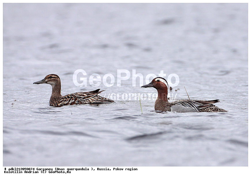 ����������, ������������ ����������, ��������� �������, ����������, ����� ���������, �����, �����, �����������������, ������������� �����, XYZ, ������, Anatidae, �����-���������, Anas querquedula