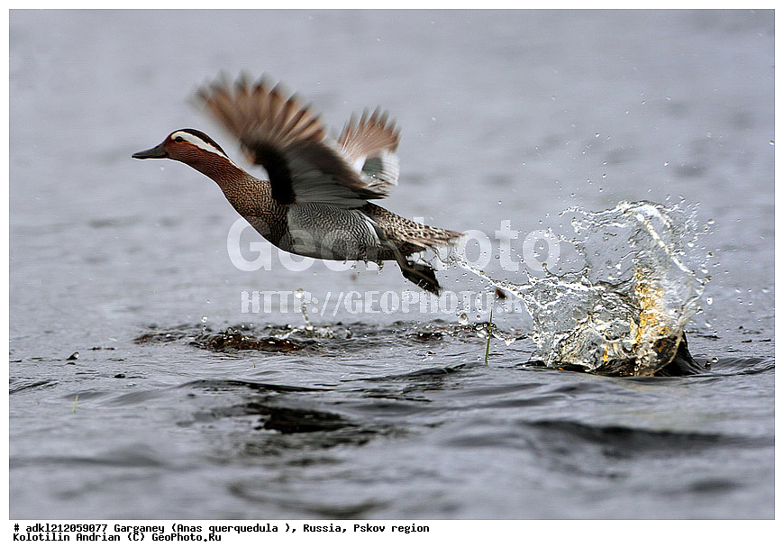 ����������, ������������ ����������, ��������� �������, ����������, ����� ���������, �����, �����, �����������������, ������������� �����, XYZ, ������, Anatidae, �����-���������, Anas querquedula