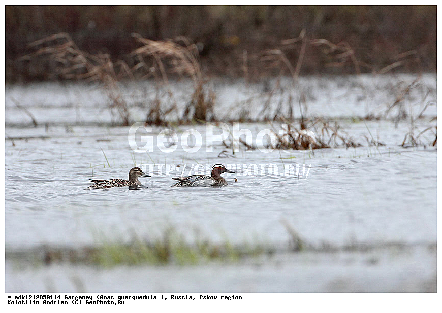 ����������, ������������ ����������, ��������� �������, ����������, ����� ���������, �����, �����, �����������������, ������������� �����, XYZ, ������, Anatidae, �����-���������, Anas querquedula