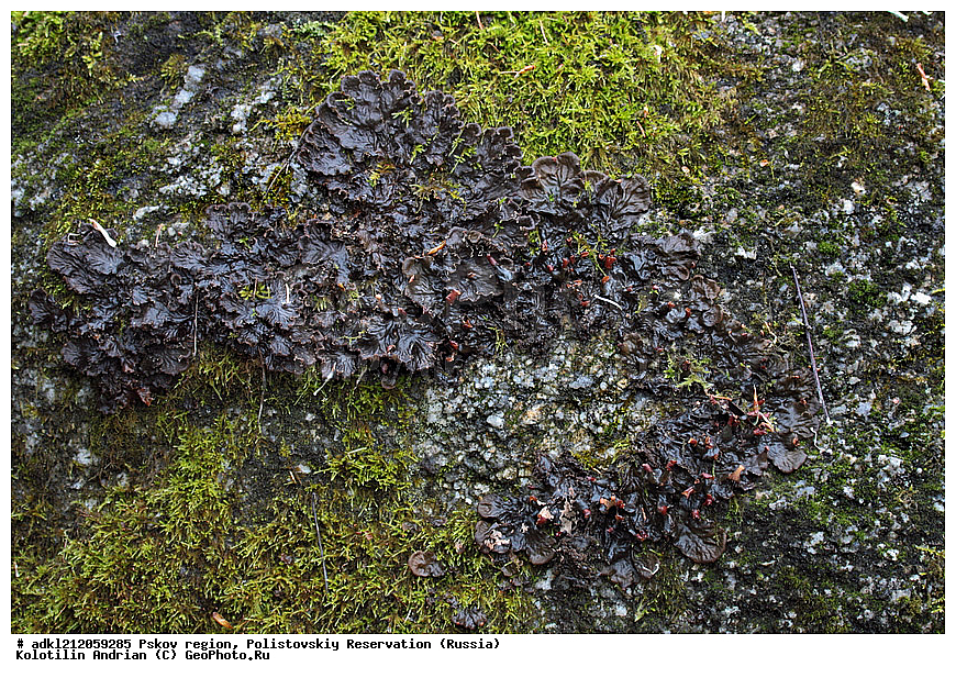  ��������, �������� �����,  ��������, ������������, ����������, ������ ����, ����, ����� �����, ������, �����