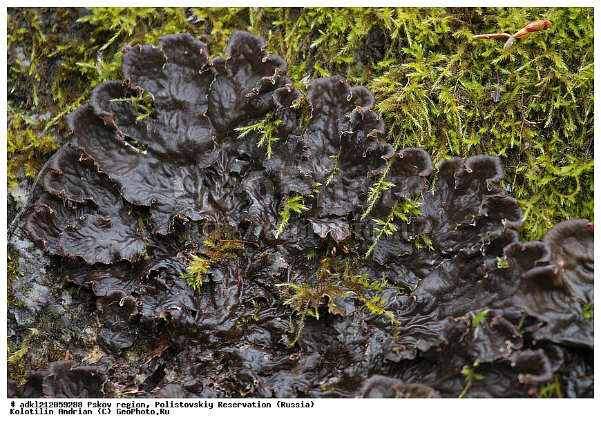  ��������, �������� �����,  ��������, ������������, ����������, ������ ����, ����, ����� �����, ������, �����