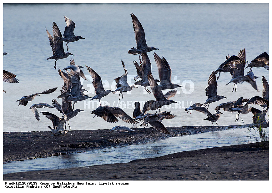 ��������, ��������, �����, �����, ��������, �����������, ����������, ������� ����, �������� �������, ��������, �������, ���������, �����, ���, ��������