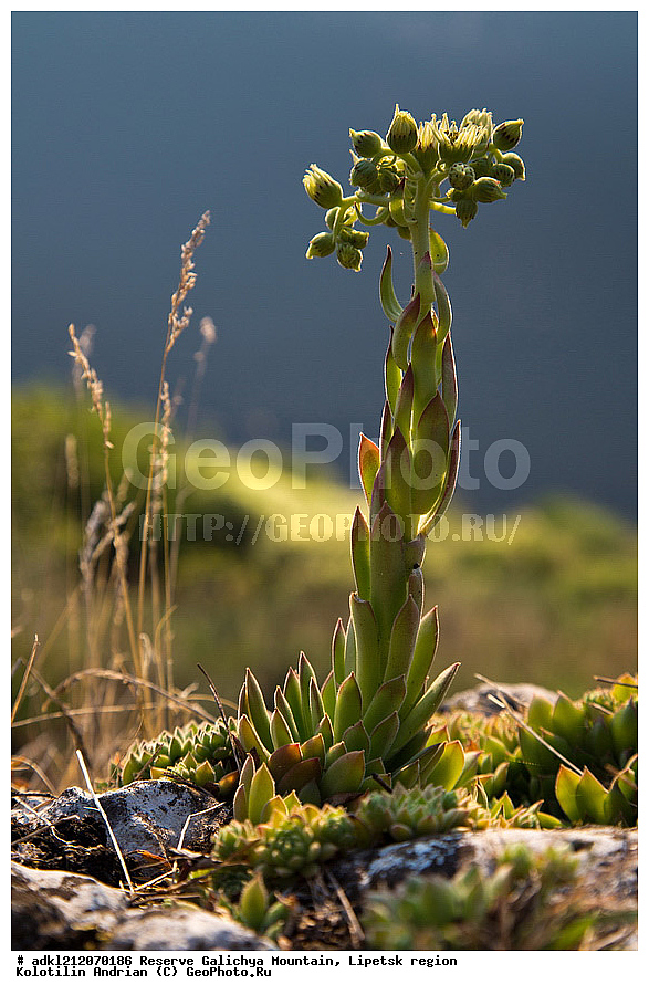  ������ ��������, �����, ��������,  ���������� ��������,  ������, �����, ������������ ��������, ����������, ������� ����, �������� �������, ��������, �������, ���������, �����, ���, ��������, XYZ, ������������, Crassulaceae, �������� �������, Sempervivum ruthenicum