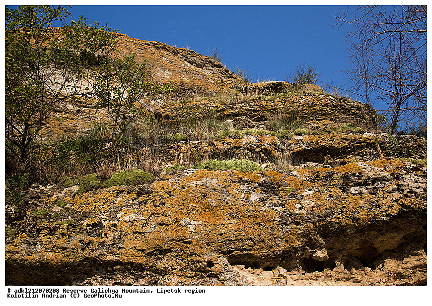  ������ ��������, �����, ��������,  ���������� ��������,  ������, �����, ������������ ��������, ����������, ������� ����, �������� �������, ��������, �������, ���������, �����, ���, ��������, XYZ, ������������, Crassulaceae, �������� �������, Sempervivum ruthenicum