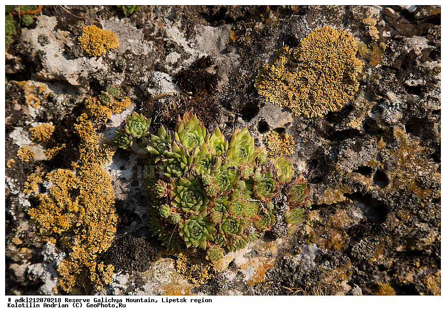  ������ ��������, �����, ��������,  ���������� ��������,  ������, �����, ������������ ��������, ����������, ������� ����, �������� �������, ��������, �������, ���������, �����, ���, ��������, XYZ, ������������, Crassulaceae, �������� �������, Sempervivum ruthenicum