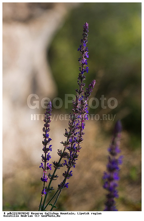 ������ ��������, �����, ��������,  ���������� ��������,  ������, �����, ������������ ��������, ����������, ������� ����, �������� �������, ��������, �������, ���������, �����, ���, ��������