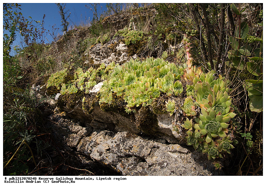  ������ ��������, �����, ��������,  ���������� ��������,  ������, �����, ������������ ��������, ����������, ������� ����, �������� �������, ��������, �������, ���������, �����, ���, ��������, XYZ, ������������, Crassulaceae, �������� �������, Sempervivum ruthenicum