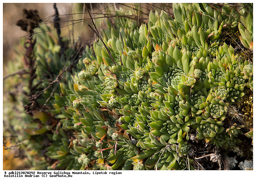  ������ ��������, �����, ��������,  ���������� ��������,  ������, �����, ������������ ��������, ����������, ������� ����, �������� �������, ��������, �������, ���������, �����, ���, ��������, XYZ, ������������, Crassulaceae, �������� �������, Sempervivum ruthenicum