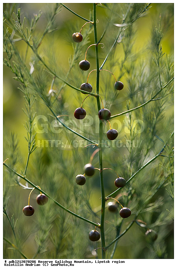 ������ ��������, �����, ��������,  ���������� ��������,  ������, �����, ������������ ��������, ����������, ������� ����, �������� �������, ��������, �������, ���������, �����, ���, ��������