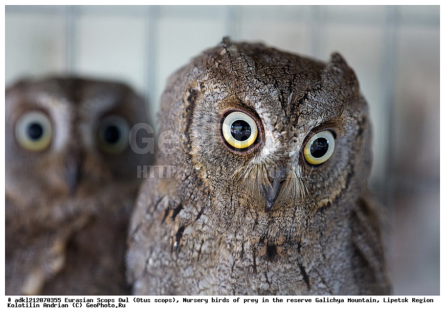 �������, ������������ �����, Otus scops, ��������, ������ �����, ����������, ������� ����, �������� �������, ��������� �����, � ������,, ��������, ��������, �����, �����, ��������, �����������, ������ �����, ������ �����, XYZ, �������, ��������� ����, Strigidae, Otus scops