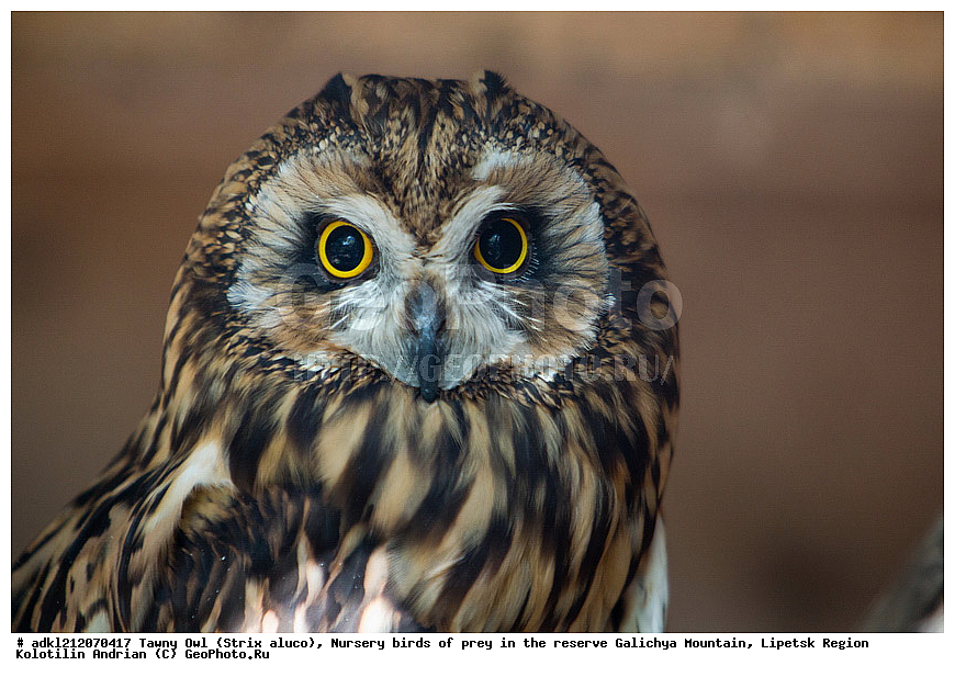 ��������, ������ �����, ����������, ������� ����, �������� �������, ��������� �����, � ������,, ��������, ��������, �����, �����, XYZ, �������, ��������� ����, Strigidae, ������� ����, Asio otus, ������ �����, ������ �����, ������