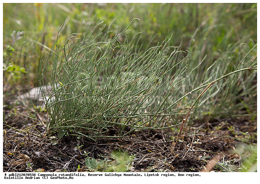 ����������, ������� ����, �������� �������, �������� �������, ���������, �����, ���, ��������,Ephedra distachya, ������� ��������������, ������ ��������, �����, ���������� ��������, ������������ ��������, ������������ ��������, XYZ, �����������, ���������, Ephedraceae, ������� ��������������, ������ ��������������, ������� ������, Ephedra distachya