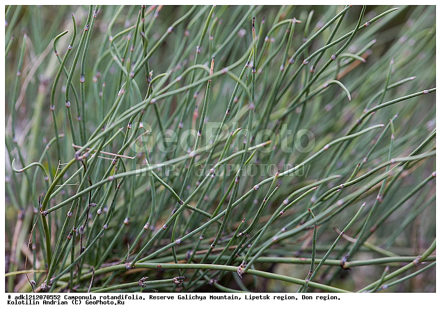 ����������, ������� ����, �������� �������, �������� �������, ���������, �����, ���, ��������,Ephedra distachya, ������� ��������������, ������ ��������, �����, ���������� ��������, ������������ ��������, ������������ ��������, XYZ, �����������, ���������, Ephedraceae, ������� ��������������, ������ ��������������, ������� ������, Ephedra distachya