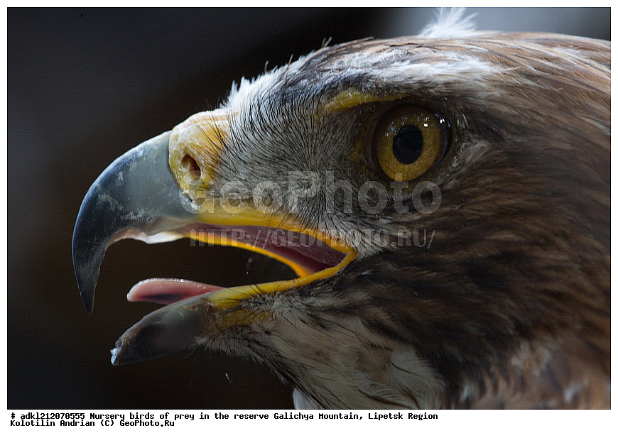  ��������, ������ �����, ����������, ������� ����, �������� �������, ��������� �����, � ������,