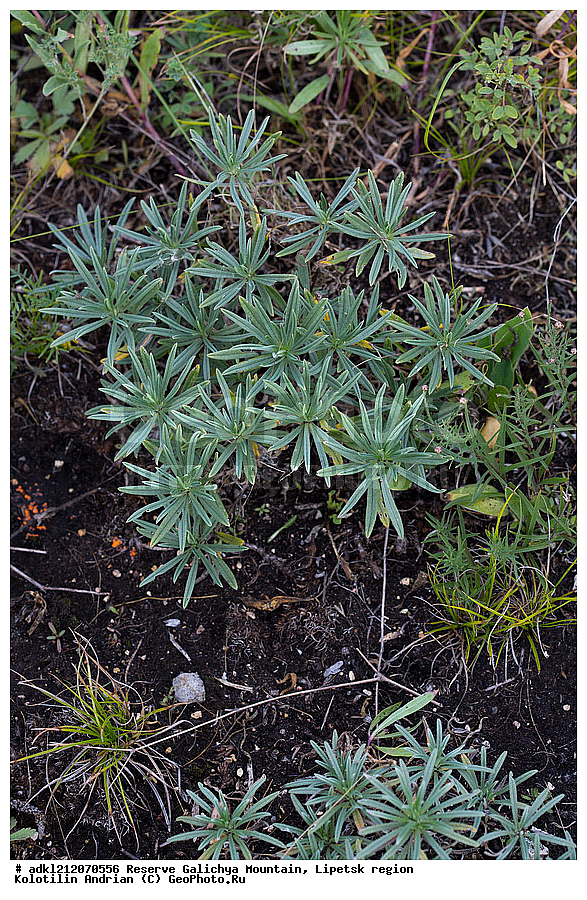  ������ ��������, �����, ��������,  ���������� ��������,  ������, �����, ������������ ��������, ����������, ������� ����, �������� �������, ��������, �������, ���������, �����, ���, ��������, XYZ, ������������, Boraginaceae, ������ ����������, Onosma simplicissima