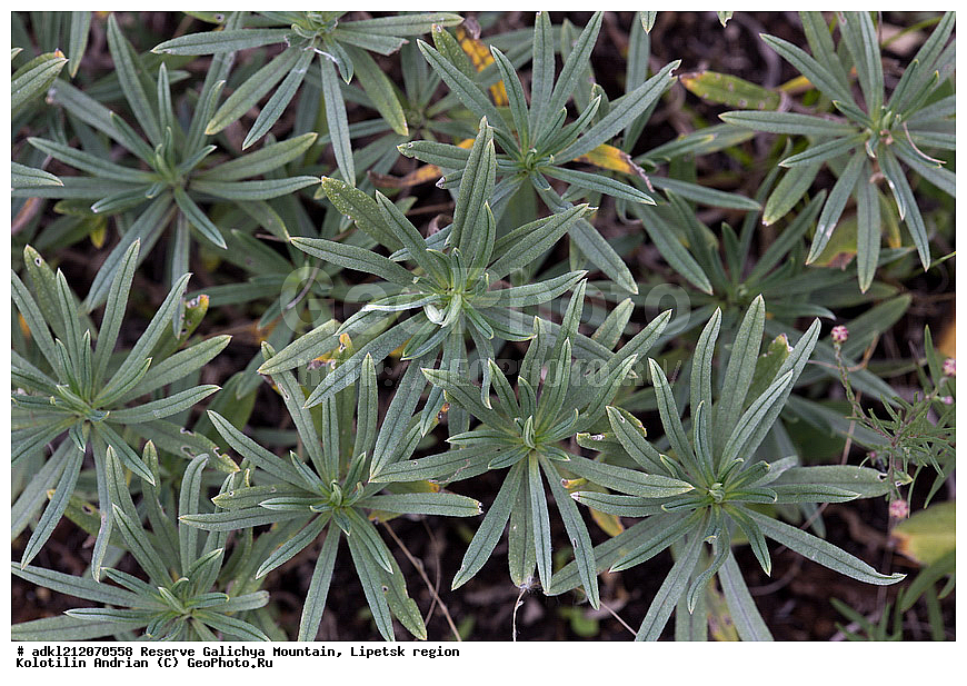  ������ ��������, �����, ��������,  ���������� ��������,  ������, �����, ������������ ��������, ����������, ������� ����, �������� �������, ��������, �������, ���������, �����, ���, ��������, XYZ, ������������, Boraginaceae, ������ ����������, Onosma simplicissima