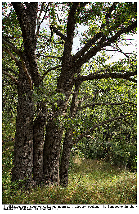 ����������, ������� ����, �������� �������, �������� �������, ���������, �����, ���, ��������, �������
