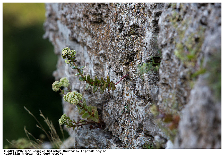 ������ ��������, �����, ��������,  ���������� ��������,  ������, �����, ������������ ��������, ����������, ������� ����, �������� �������, ��������, �������, ���������, �����, ���, ��������, XYZ, ������������, Crassulaceae, ������, �����, ������� �����, ������������ �����, Sedum sp.