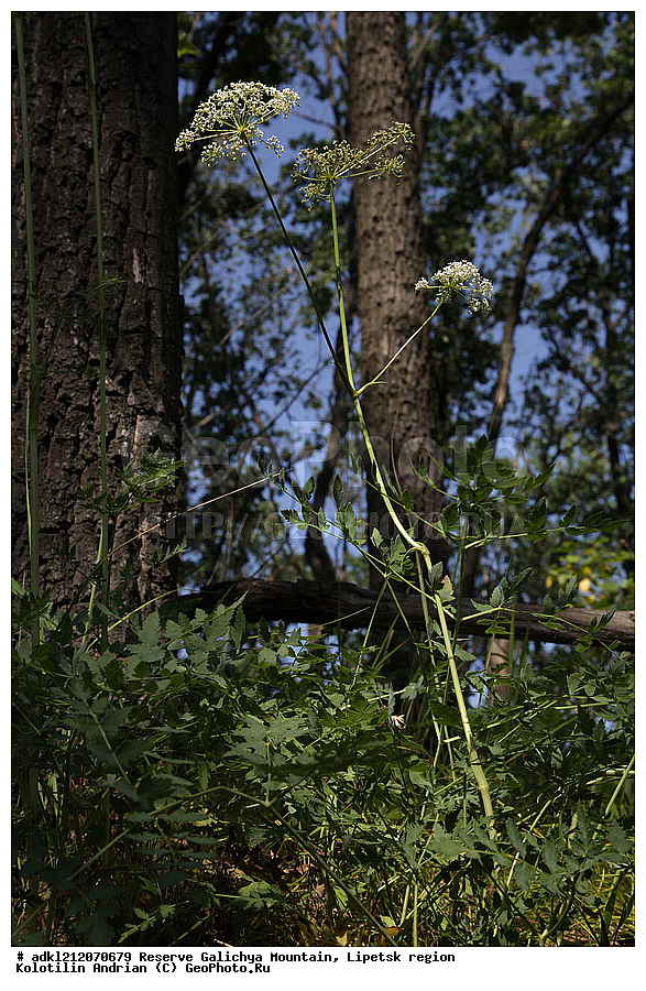 ������ ��������, �����, ��������,  ���������� ��������,  ������, �����, ������������ ��������, ����������, ������� ����, �������� �������, ��������, �������, ���������, �����, ���, ��������