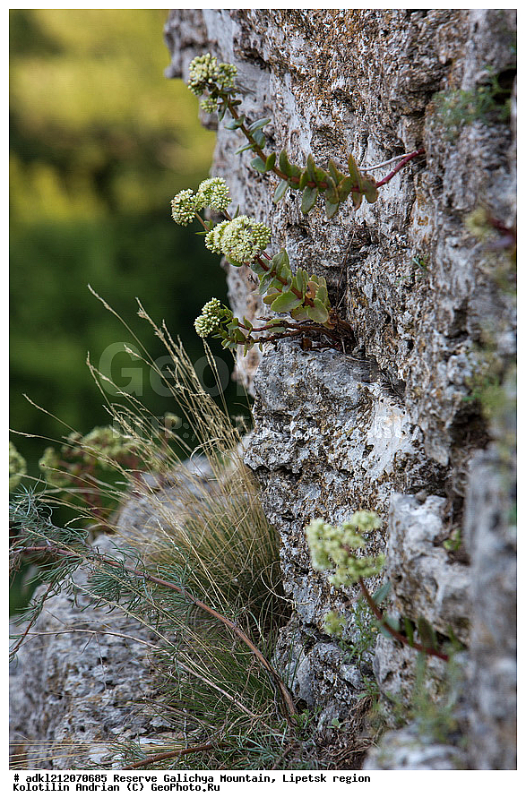 ������ ��������, �����, ��������,  ���������� ��������,  ������, �����, ������������ ��������, ����������, ������� ����, �������� �������, ��������, �������, ���������, �����, ���, ��������, XYZ, ������������, Crassulaceae, ������, �����, ������� �����, ������������ �����, Sedum sp.