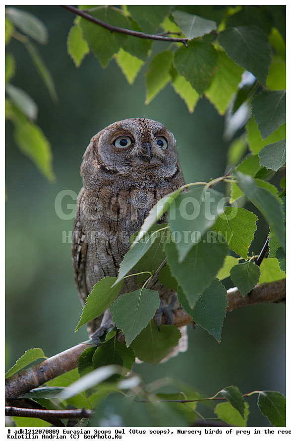 �������, ������������ �����, Otus scops, ��������, ������ �����, ����������, ������� ����, �������� �������, ��������� �����, � ������,, ��������, ��������, �����, �����, ��������, �����������, ������ �����, ������ �����, XYZ, �������, ��������� ����, Strigidae, Otus scops
