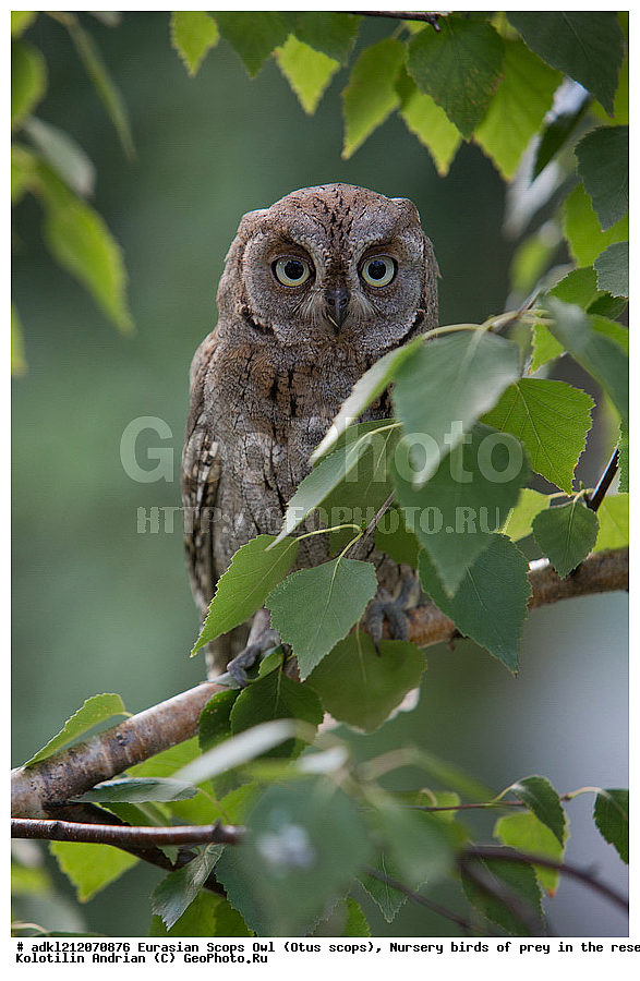 �������, ������������ �����, Otus scops, ��������, ������ �����, ����������, ������� ����, �������� �������, ��������� �����, � ������,, ��������, ��������, �����, �����, ��������, �����������, ������ �����, ������ �����, XYZ, �������, ��������� ����, Strigidae, Otus scops
