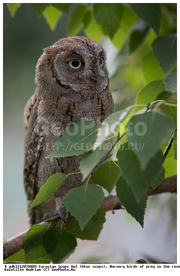 �������, ������������ �����, Otus scops, ��������, ������ �����, ����������, ������� ����, �������� �������, ��������� �����, � ������,, ��������, ��������, �����, �����, ��������, �����������, ������ �����, ������ �����, XYZ, �������, ��������� ����, Strigidae, Otus scops