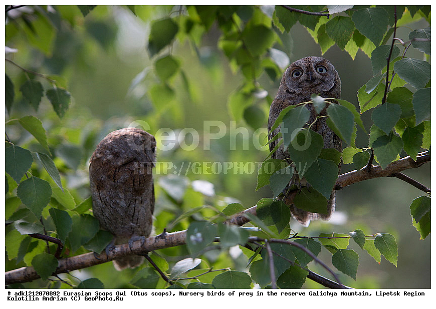 �������, ������������ �����, Otus scops, ��������, ������ �����, ����������, ������� ����, �������� �������, ��������� �����, � ������,, ��������, ��������, �����, �����, ��������, �����������, ������ �����, ������ �����, XYZ, �������, ��������� ����, Strigidae, Otus scops