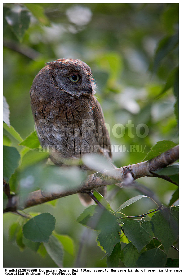 �������, ������������ �����, Otus scops, ��������, ������ �����, ����������, ������� ����, �������� �������, ��������� �����, � ������,, ��������, ��������, �����, �����, ��������, �����������, ������ �����, ������ �����, XYZ, �������, ��������� ����, Strigidae, Otus scops