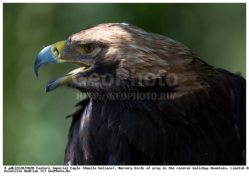 Aquila heliaca, ���������, ���, ��������, ������ �����, ����������, ������� ����, �������� �������, ��������� �����, � ������,
