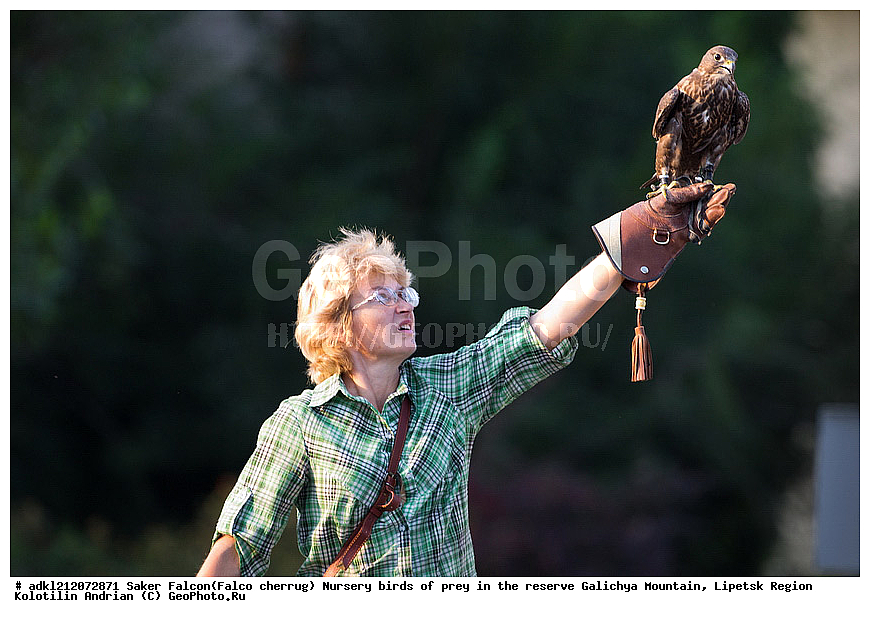 �������� ������ �����, ���������� ������� ����, �������� �������, ������, ��������� �����, � ������, Falco cherrug, ��������, ��������, �����, �����, ��������, �����������, ������ �����, ������ �����, XYZ, ���������, Falconidae, Falco cherrug 