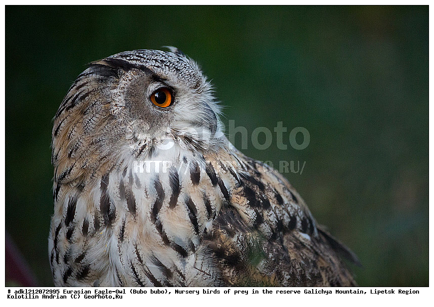 �������, ������������ �����, Bubo bubo, ��������, ������ �����, ����������, ������� ����, �������� �������, ��������� �����, � ������,, ��������, ��������, �����, �����, ��������, �����������, ������ �����, ������ �����, XYZ, �������, ��������� ����, Strigidae, Bubo bubo