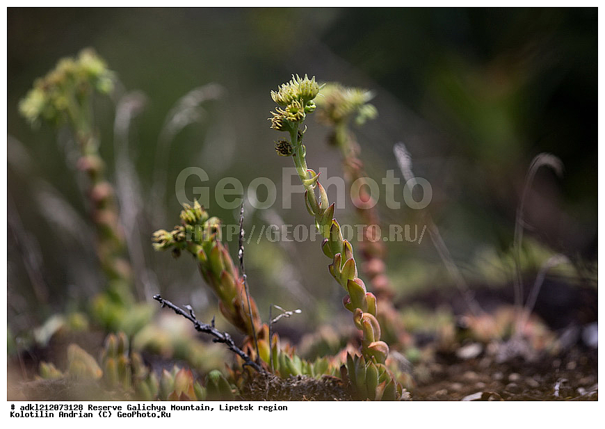  ������ ��������, �����, ��������,  ���������� ��������,  ������, �����, ������������ ��������, ����������, ������� ����, �������� �������, ��������, �������, ���������, �����, ���, ��������, XYZ, ������������, Crassulaceae, �������� �������, Sempervivum ruthenicum