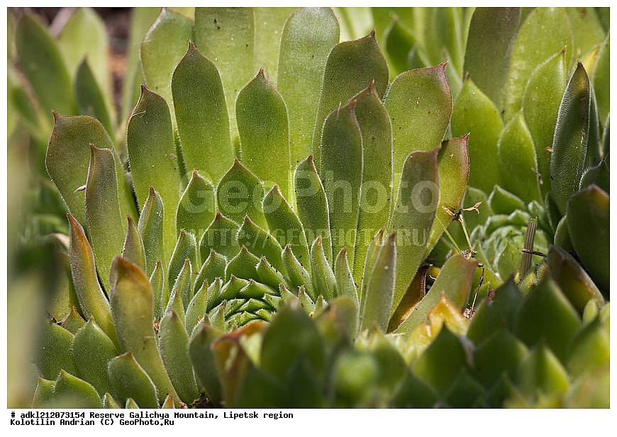  ������ ��������, �����, ��������,  ���������� ��������,  ������, �����, ������������ ��������, ����������, ������� ����, �������� �������, ��������, �������, ���������, �����, ���, ��������, XYZ, ������������, Crassulaceae, �������� �������, Sempervivum ruthenicum