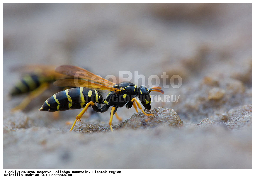 ��������, ��������, ���������, ���������, ����������, ������� ����, �������� �������, ��������, �������, ���������, �����, ���, ��������, ��������������, �������������, ��������������