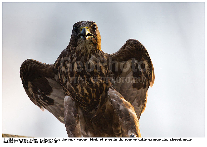 �������� ������ �����, ���������� ������� ����, �������� �������, ������, ��������� �����, � ������, Falco cherrug, ��������, ��������, �����, �����, ��������, �����������, ������ �����, ������ �����, XYZ, ���������, Falconidae, Falco cherrug 