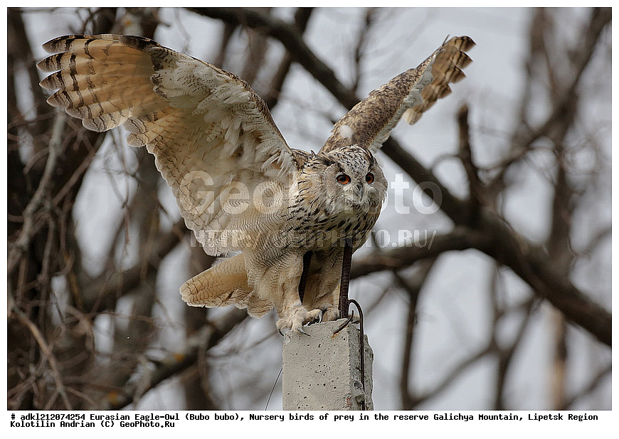 �������, ������������ �����, Bubo bubo, ��������, ������ �����, ����������, ������� ����, �������� �������, ��������� �����, � ������,, ��������, ��������, �����, �����, ��������, �����������, ������ �����, ������ �����, XYZ, �������, ��������� ����, Strigidae, Bubo bubo