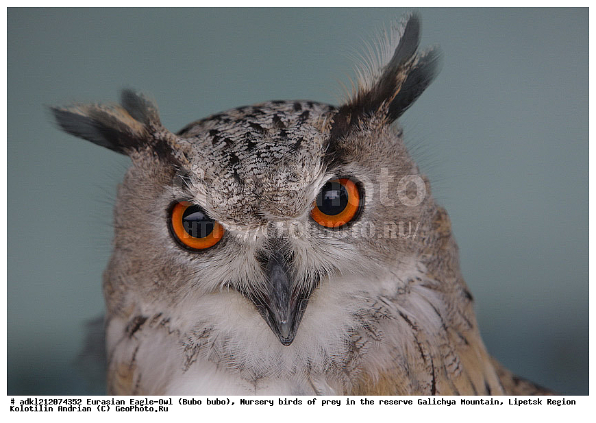 �������, ������������ �����, Bubo bubo, ��������, ������ �����, ����������, ������� ����, �������� �������, ��������� �����, � ������,, ��������, ��������, �����, �����, ��������, �����������, ������ �����, ������ �����, XYZ, �������, ��������� ����, Strigidae, Bubo bubo